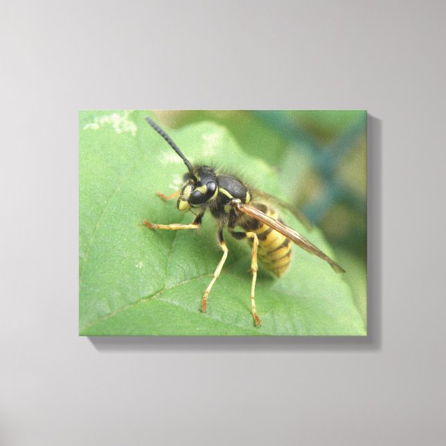 Hoverfly Macro Canvas Print Leinwanddruck (Vorderseite)