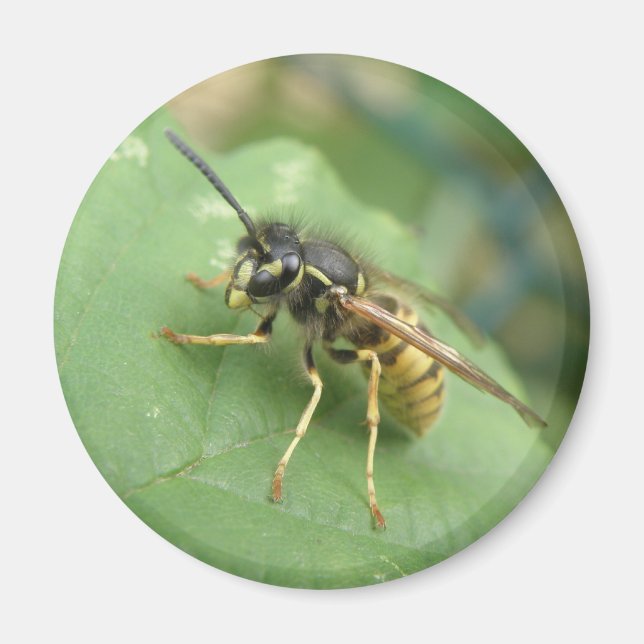 Hoverfly Macro Magnet (Vorne)