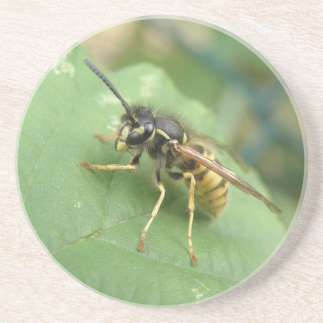 Hoverfly Macro Untersetzer (Vorne)