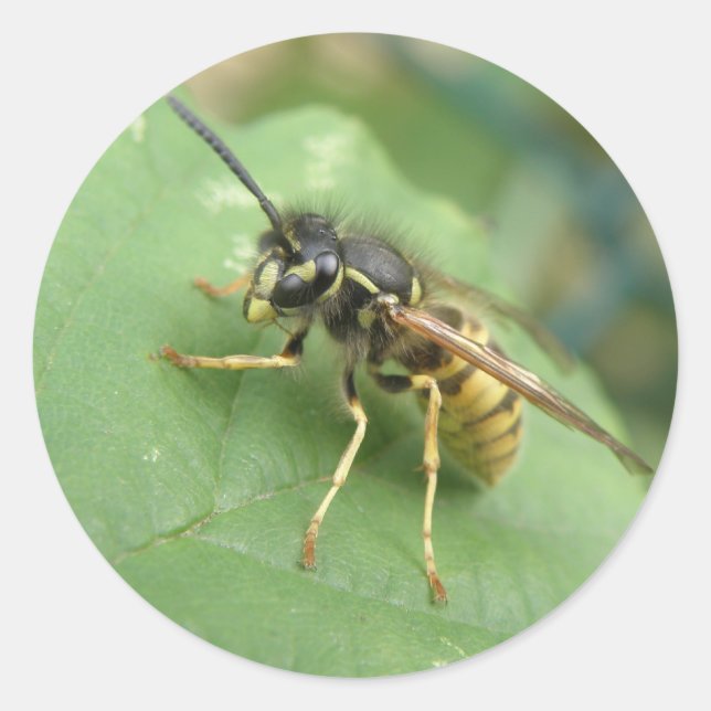 Hoverfly-Makroaufkleber Runder Aufkleber (Vorderseite)