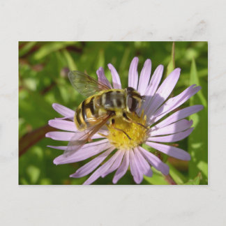 Hoverfly - Myathropa florea Postkarte