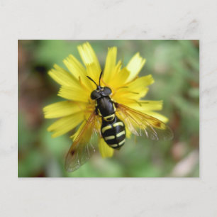 Hoverfly postcard - Chrysotoxum festivum Postkarte