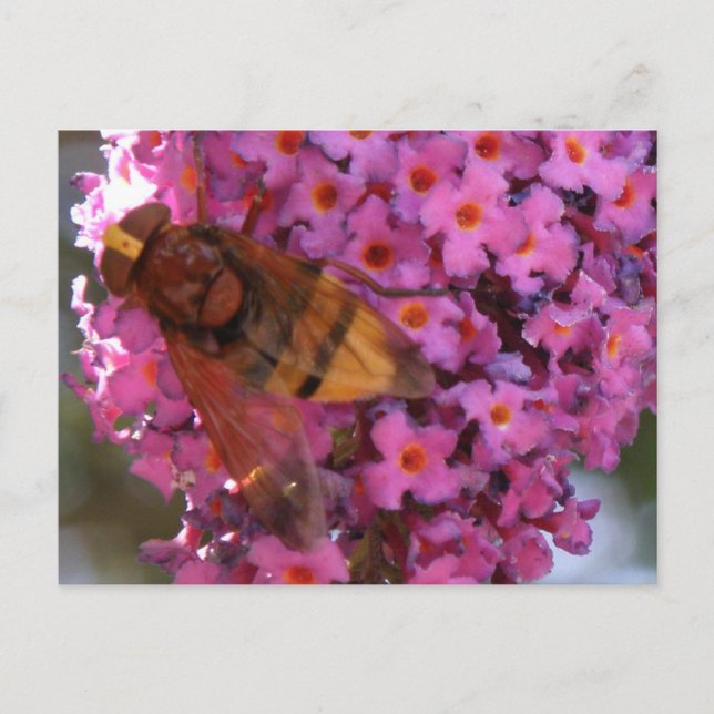 Hoverfly Postkarte (Vorderseite)