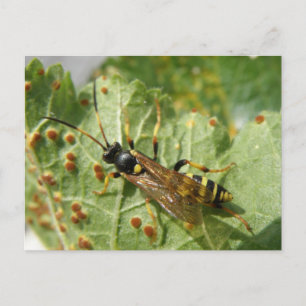 Hoverfly Postkarte