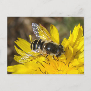 Hoverfly Postkarte