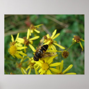 Hoverfly Print Poster