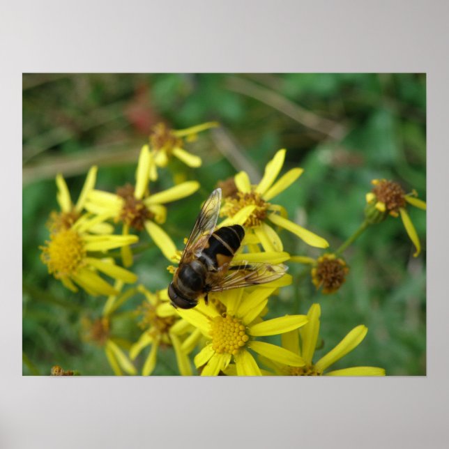 Hoverfly Print Poster (Vorne)