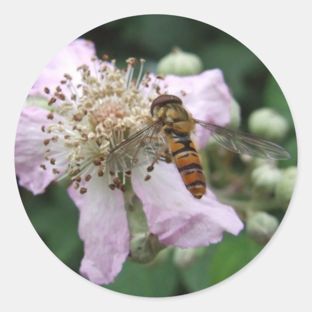 Hoverfly Stickers (Vorderseite)