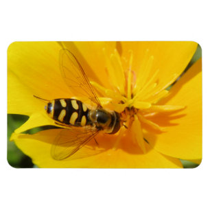 Hoverfly und Premium Magnet für Blume