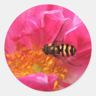 Hoverfly und Rosa Mundi Runder Aufkleber