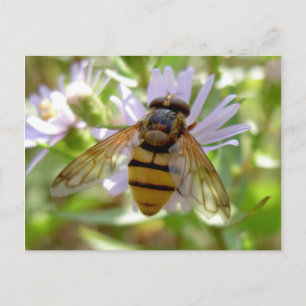 Hoverfly - Volucella inanis Postkarte