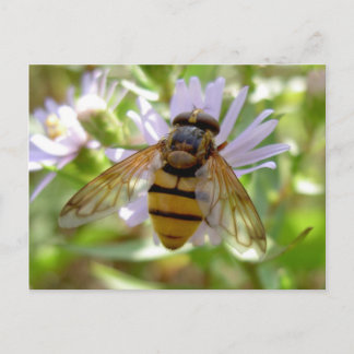 Hoverfly - Volucella inanis Postkarte