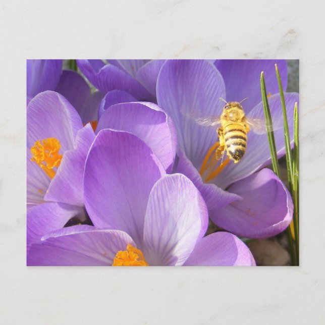 Hovering Bee ~ Postkarte (Vorderseite)