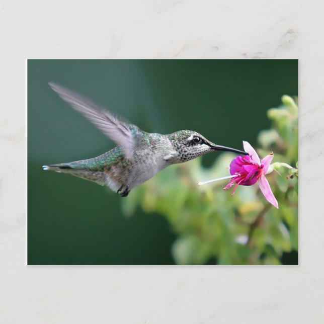 Hovering Hummingbird Postkarte (Vorderseite)