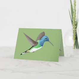 Hovering Jacobin Hummingbird - transparent. Karte