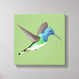 Hovering Jacobin Hummingbird - transparent. Leinwanddruck