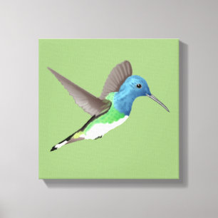 Hovering Jacobin Hummingbird - transparent. Leinwanddruck