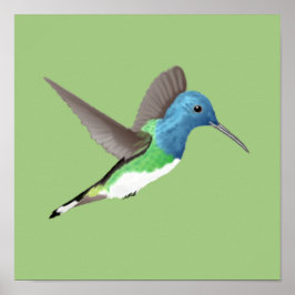Hovering Jacobin Hummingbird - transparent. Poster