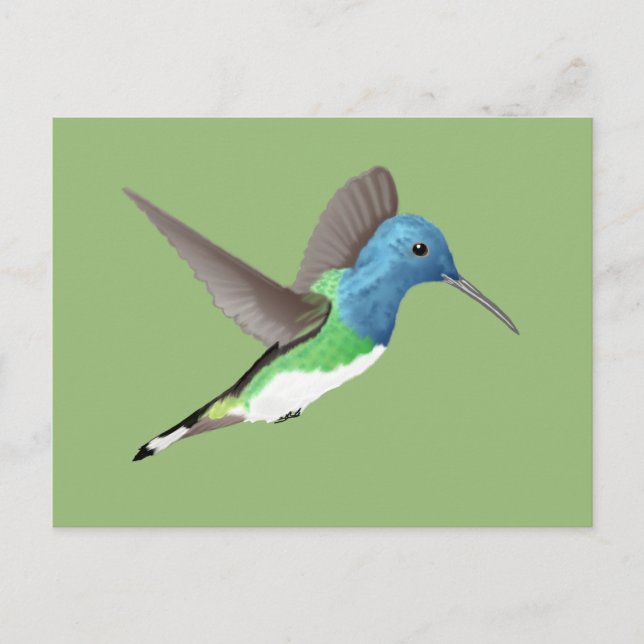 Hovering Jacobin Hummingbird - transparent. Postkarte (Vorderseite)