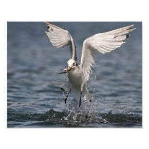 Hovering Kittiwake Fotodruck