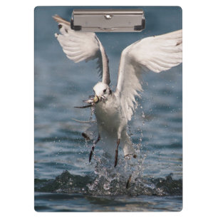 Hovering Kittiwake Klemmbrett