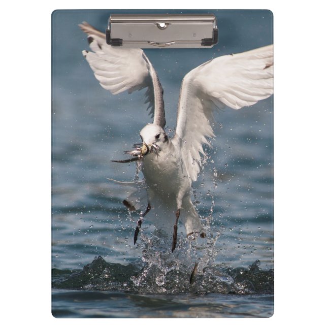 Hovering Kittiwake Klemmbrett (Vorderseite)