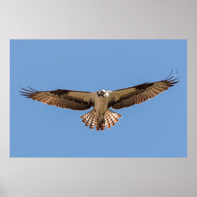 Hovering Osprey Poster (Vorne)