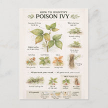 How to Identify Poison Ivy – Educational Botanical