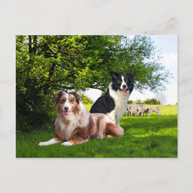 "Howdy & Buckeroo"  Postkarte (Vorderseite)