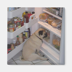 Howie Pipi Pugpants Magnet