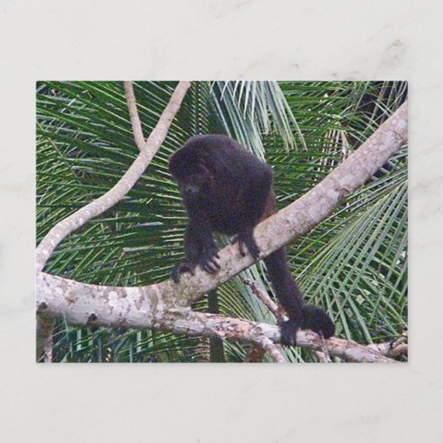 Howler Monkey und Baby Monkey in Costa Rica Jungle Postkarte (Vorderseite)