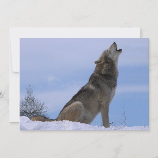 Howling Alaskan Timber Wolf (Vorderseite)