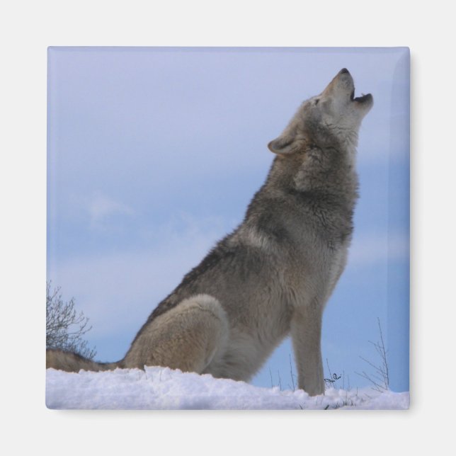 Howling Alaskan Timber Wolf Magnet (Vorne)