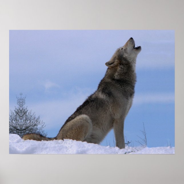 Howling Alaskan Timber Wolf Poster (Vorne)