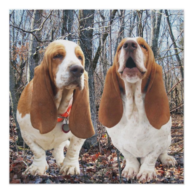 Howling Basset Hound Woodland Poster (Vorderseite)