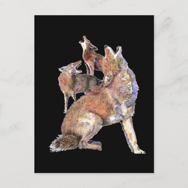 Howling Coyote Pack, Animal, Nature Wildlife Postkarte (Vorderseite)