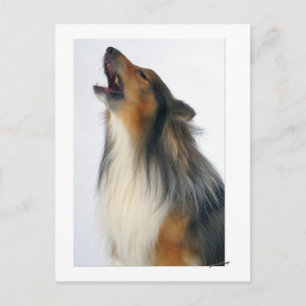 Howling dog postkarte