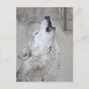 Howling Gray Wolf Postkarte