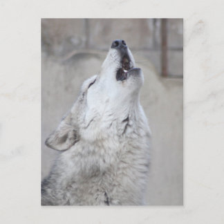 Howling Gray Wolf Postkarte