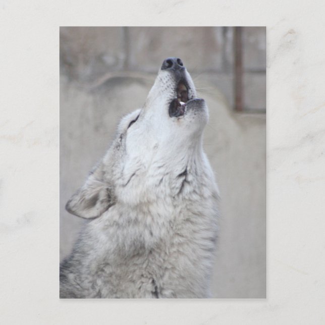 Howling Gray Wolf Postkarte (Vorderseite)