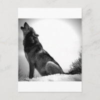 Howling Wolf im Schnee