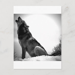 Howling Wolf im Schnee Postkarte