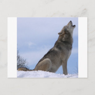 Howling Wolf Postkarte