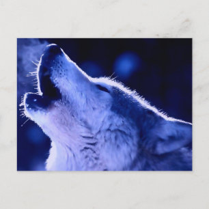 Howling Wolf Postkarte