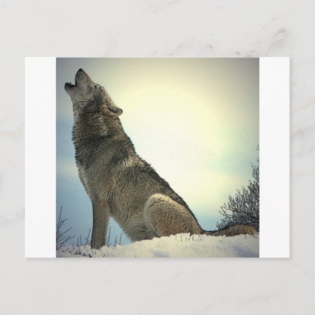 Howling Wolf Postkarte (Vorderseite)
