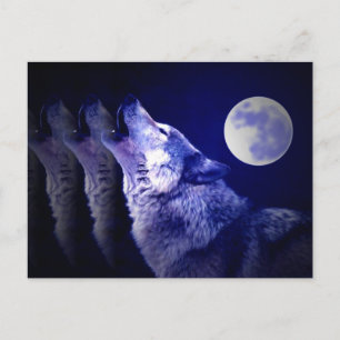 Howling Wolf Postkarte