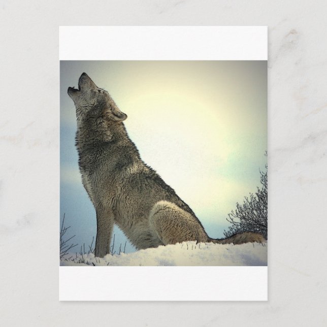 Howling Wolf Postkarte (Vorderseite)