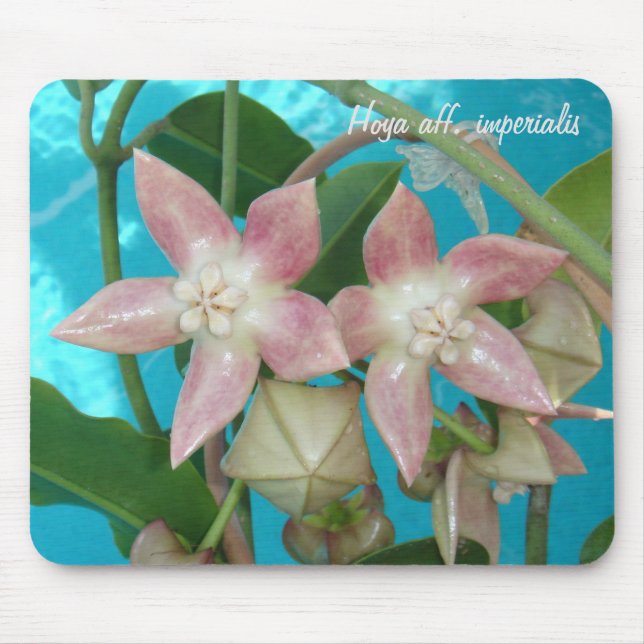 Hoya aff. imperialis MousePad (Vorne)