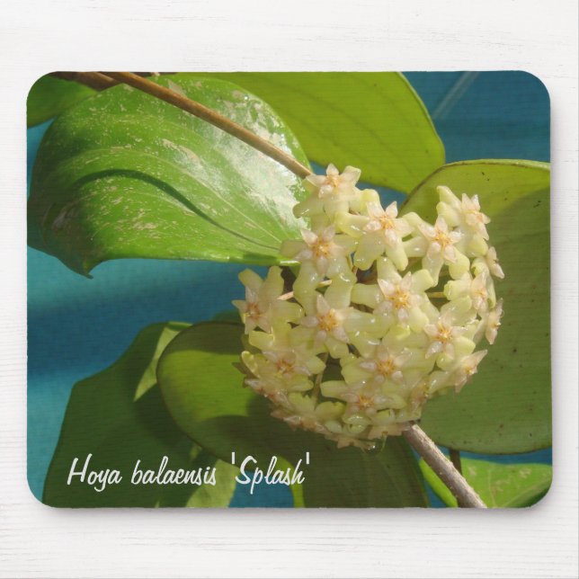 Hoya balaensis "Spritzen" MousePad (Vorne)