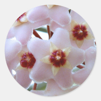 Hoya-Carnosa-Blume Runder Aufkleber